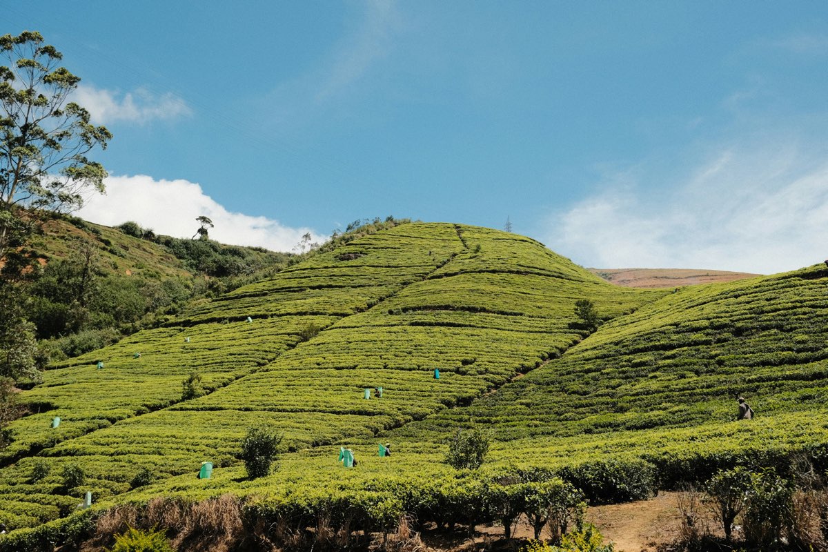 Green tea terraces in Nuwara Eliya, Sri Lanka